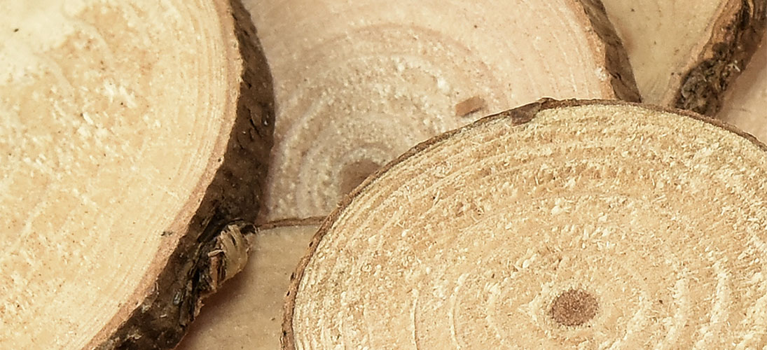Decorative wood slices & bark