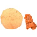 Floristik24 Oyster Shells Capiz Slices in Net Orange 3.5–9.5cm 2pcs