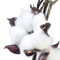 Floristik24 Cotton branch cotton flowers artificial brown white L95cm