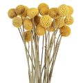 Floristik24 Craspedia drumsticks dry decoration natural 45cm 25 pcs