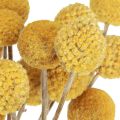 Floristik24 Craspedia drumsticks dry decoration natural 45cm 25 pcs