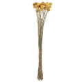 Floristik24 Craspedia drumsticks dry decoration natural 45cm 25 pcs