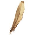 Floristik24 Decoration feathers gold Christmas decoration feathers 15-20cm 12 pcs