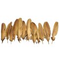 Floristik24 Decoration feathers gold Christmas decoration feathers 15-20cm 12 pcs