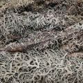 Floristik24 Decorative branches grey moss decorative branches lichen branches 30-60cm 1kg