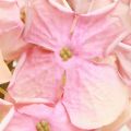 Floristik24 Elegant artificial hydrangea in pastel pink 58cm 2pcs