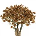 Floristik24 Gypsophila artificial brown for autumn bouquet 29.5cm 18p