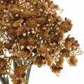 Floristik24 Gypsophila artificial brown for autumn bouquet 29.5cm 18p