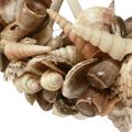 Floristik24 Decorative ring wood sea snail shell decoration natural Ø25cm