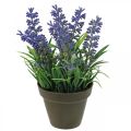 Floristik24 Mini lavender in pot artificial plant lavender decoration H16cm