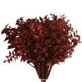 Floristik24 Ruscus Red on wire decorative branches dried 20cm 1 bunch