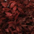 Floristik24 Ruscus Red on wire decorative branches dried 20cm 1 bunch