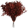 Floristik24 Ruscus Red on wire decorative branches dried 20cm 1 bunch