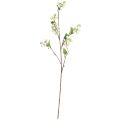 Floristik24 Snowberry artificial like from the firecracker bush L74cm