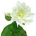 Floristik24 Water lily white 75cm