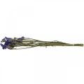 Floristik24 Bunch of Sea Lavender, Dried Flowers, Sea Lavender, Statice Tatarica Blue L46–57cm 23g