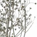 Floristik24 Dried flower Massasa whitened decorative branches 50-55cm bunch of 6 pieces