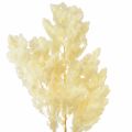 Floristik24 Asparagus Dry Decoration White Dried Ornamental Grass 80g