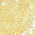 Floristik24 Asparagus Dry Decoration White Dried Ornamental Grass 80g