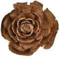 Floristik24 Cedar cones cut as rose Cedarrose 4-6cm natural 50pcs.