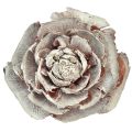 Floristik24 Cedar cones cut like rose Cedarrose 4-6cm white/natural 50 pieces