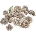 Floristik24 Cedar cones cut like rose Cedarrose 4-6cm white/natural 50 pieces