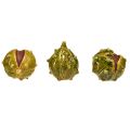 Floristik24 Decorative chestnuts in green-yellow – 6 cm – Ideal autumn and holiday decoration – 6 pieces