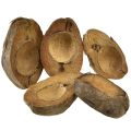 Floristik24 Coconut as plant bowl natural plant pot 20cm 5pcs