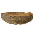 Floristik24 Coconut as plant bowl natural plant pot 20cm 5pcs