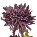 Floristik24 Artificial Chrysanthemum 2 Flowers Violet Ø5/11cm L70cm