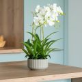 Floristik24 Artificial Orchids Artificial Flowers in Pot White 60cm