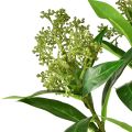 Floristik24 Artificial Flowers Green Skimmia japonica Skimmie 45cm 2pcs