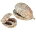 Floristik24 Mocha pods fruit shells Pear Pods white washed 4-6cm 50pcs