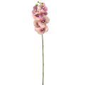 Floristik24 Orchid Phalaenopsis artificial 7 flowers violet cream 73cm