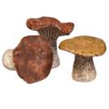 Floristik24 Nature-inspired mushroom decorations in a set of 3 – Various shades of brown, 6.4 cm – Charming accents for the garden and home