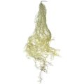 Floristik24 Tillandsia decoration hanging Tillandsia artificial green white 180cm