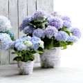 Floristik24 Planter plastic hydrangea flowerpot Ø13.5cm H12cm